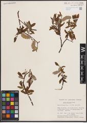 Foto von Salix discolor Muhl.